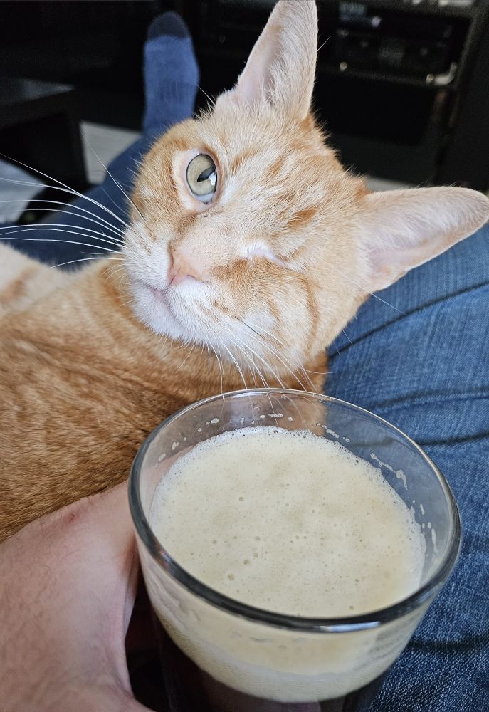 An orange one eyed cat looks into the camera, with a perfectly poured beer in the foreground