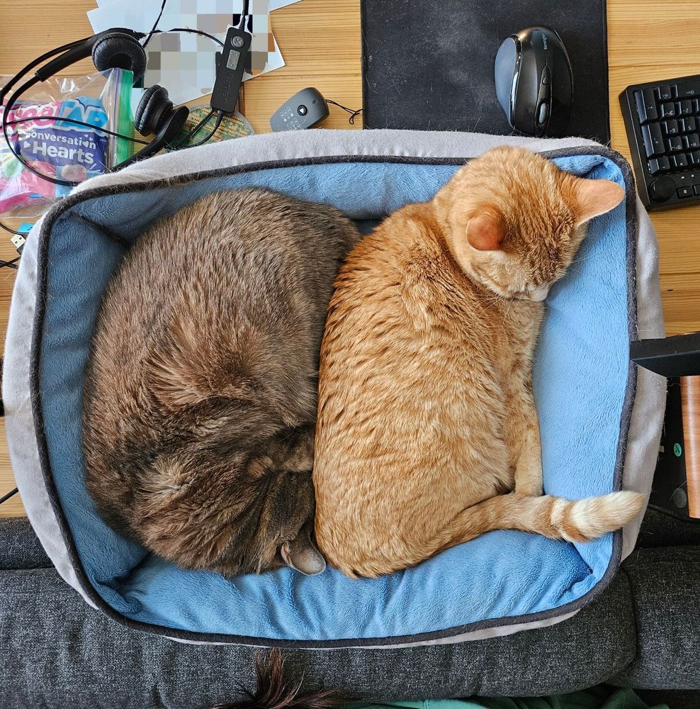 An orange cat and a grey cat snuggle together in a soft, fluffy, blue cat bed