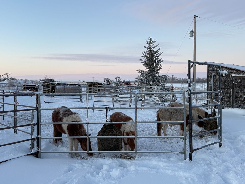 Miniature horses in their snow-covered paddock, munching hay from hanging nets.

The morning of November 25, 2025: More than 6” of snow fell overnight.  24 hours ago there wasn’t a snowflake to be seen anywhere.