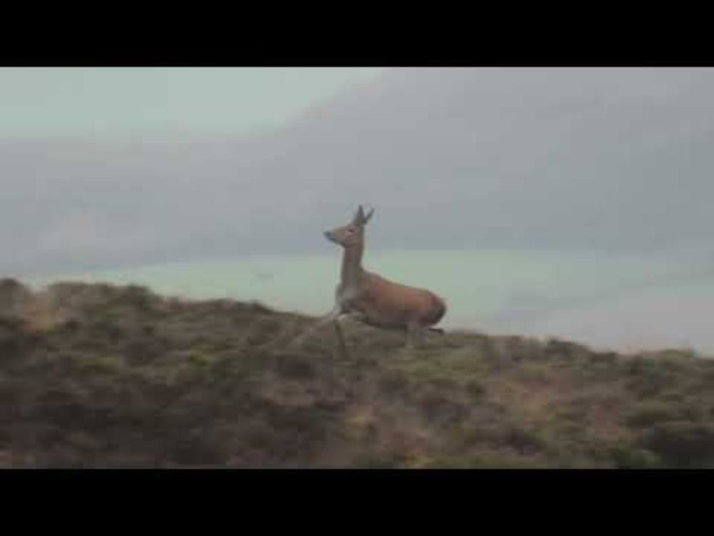 Quantock Staghounds chasing hinds and calves 19/11/24