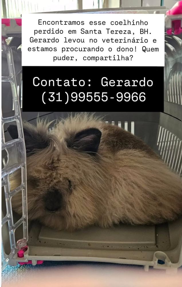 Encontramos esse coelhinho perdido em Santa Tereza, BH. Geraldo levou ao veterinário e estamos procurando o dono! Contato: Gerardo (31)99555-9966