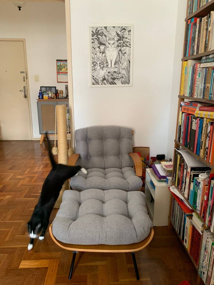 gato frajola pulando da poltrona costela cinza