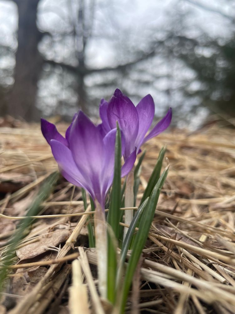 Two purple crocus blooms taken from a low angle with a background of trees and sky.