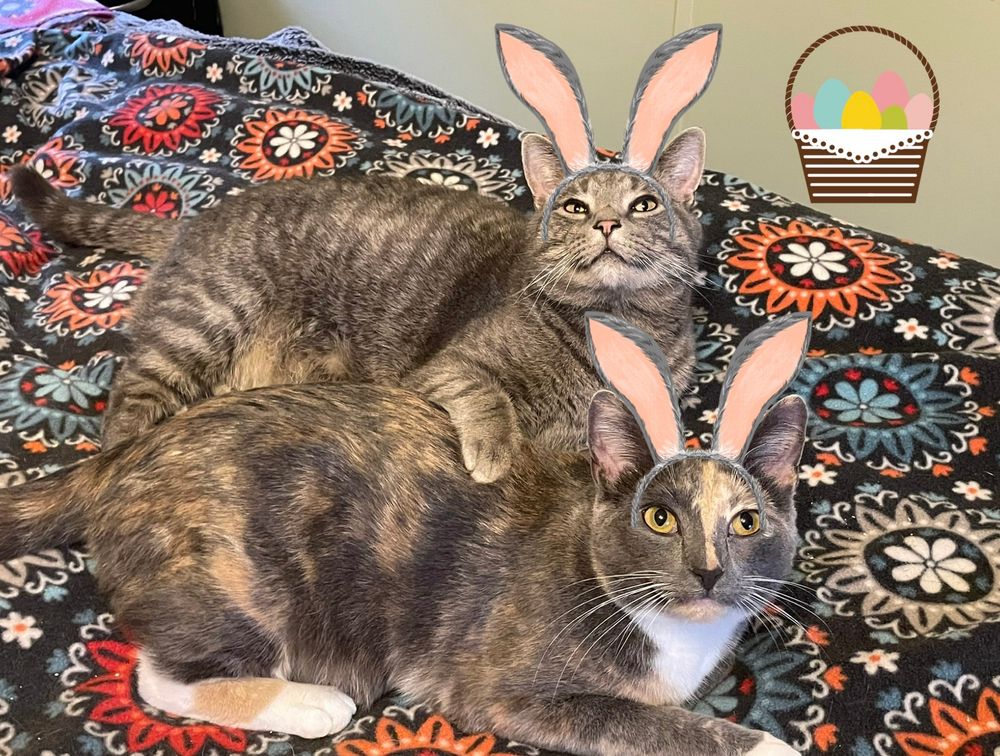 Two gray cats lying on a floral cover with rabbit ears on their head. 