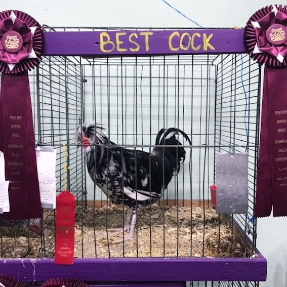 A rooster surrounded by purple ribbons. One reads 'BEST COCK'