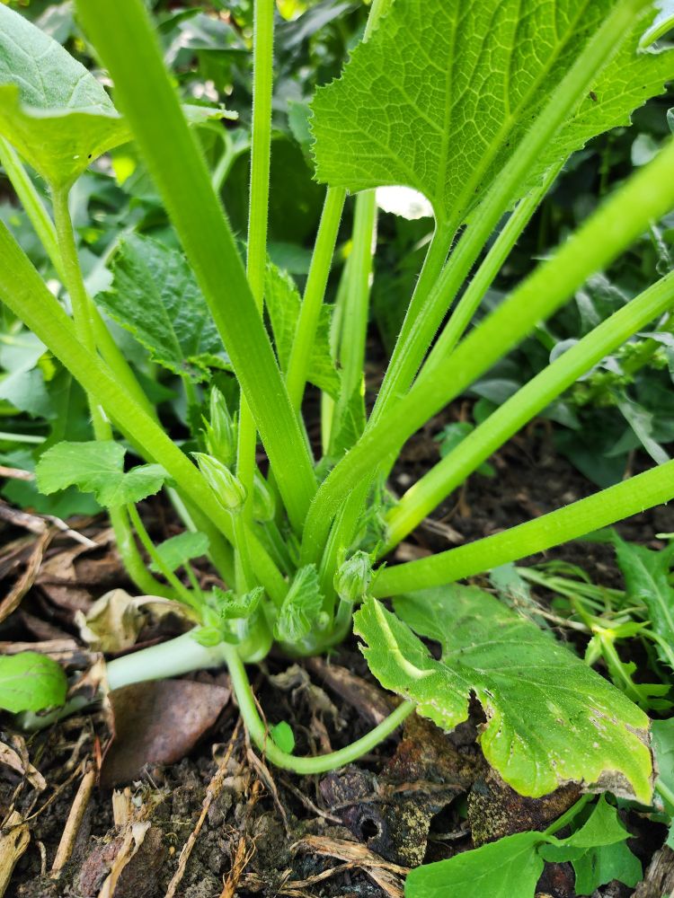 Close up of the base of a non-vining squash plant. There are over a half-dozen buds tucked between enormous leaf stems. The soil is covered by dead leaves and half-rotted avocado skins. 