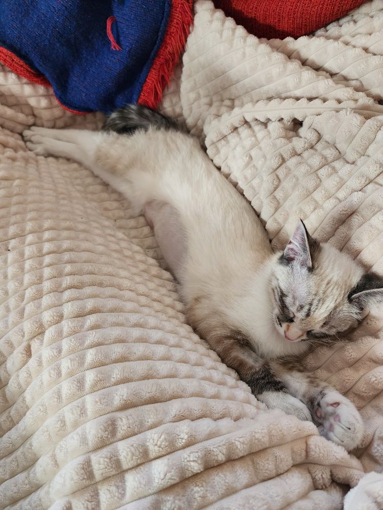 Jan 2025 Long loooong Mallow! Stretched out, she's two or three feet long paws to paws.