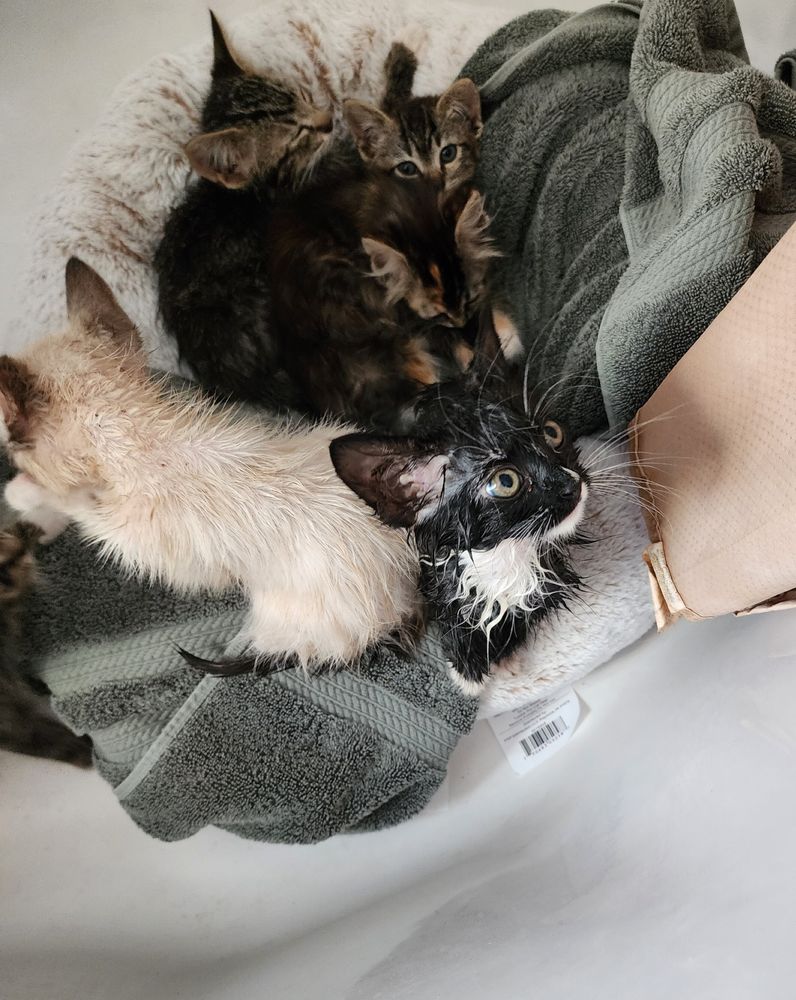 Five wet cats on a towel on a cat bed in a bathtub. A blur to the left suggests a sixth cat. TuxoClaes is looking up with big, betrayed eyes. One grey stripey kitten, relatively dry, is looking directly at the camera is a self-satisfied way. Mallow is swatting playfully at the blur. The remaining two kittens are asleep. 