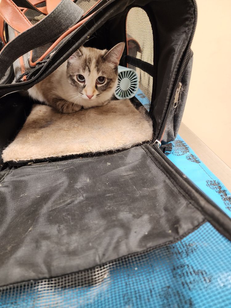 Mallow, 14 months old, settled in a cat carrier with a personal fan. She looks cautious but also comfy.