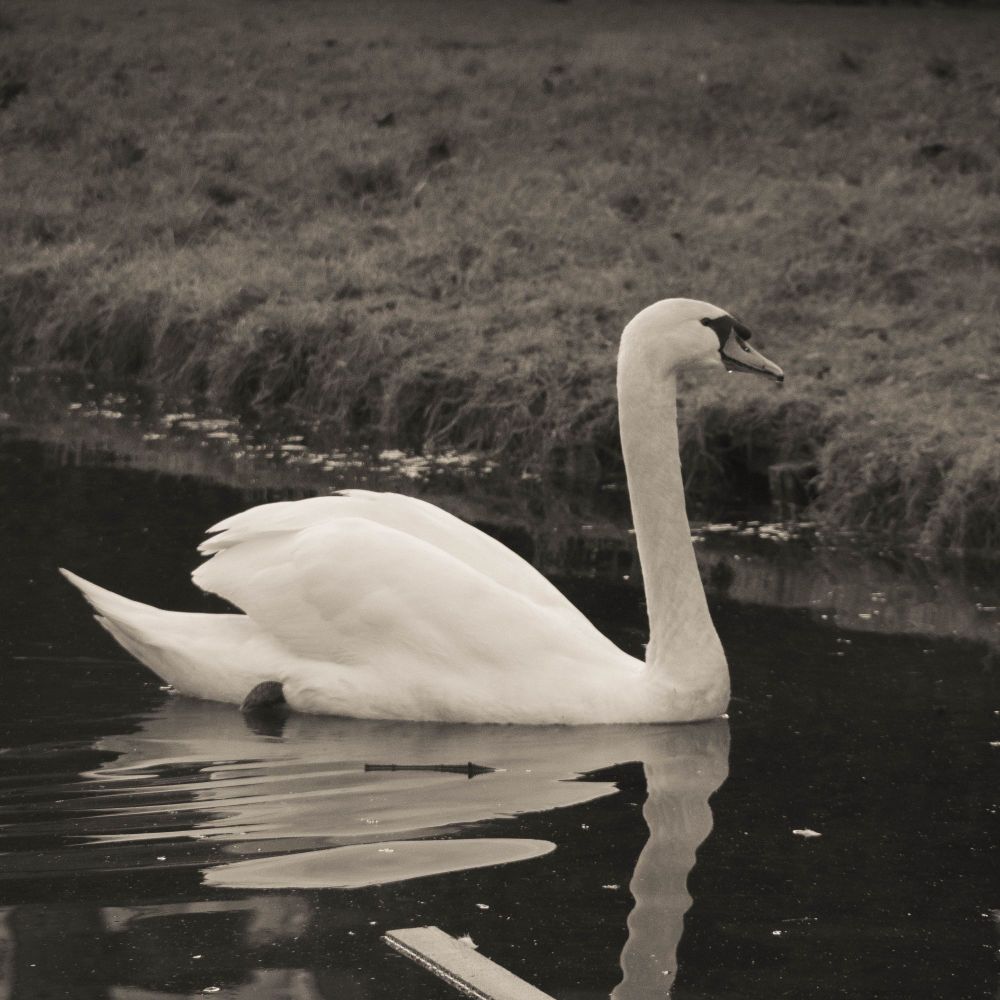 Black and white photo of a swan in water, some land in the background