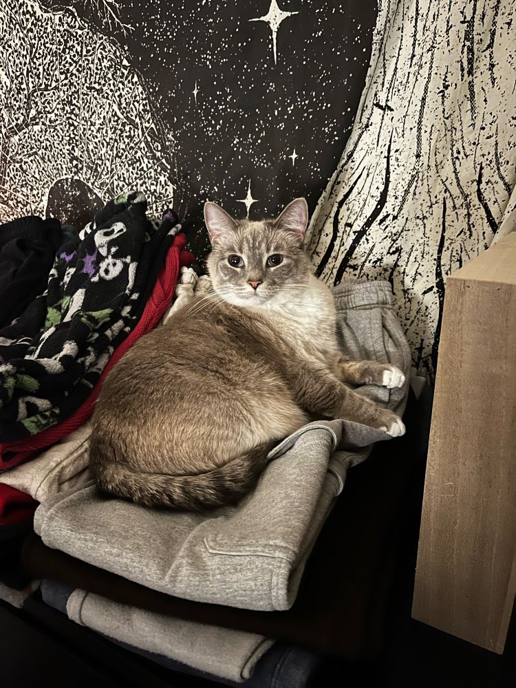 siamese cat laying on folded laundry, looking at the camera, with a black and white space tapestry in the background 