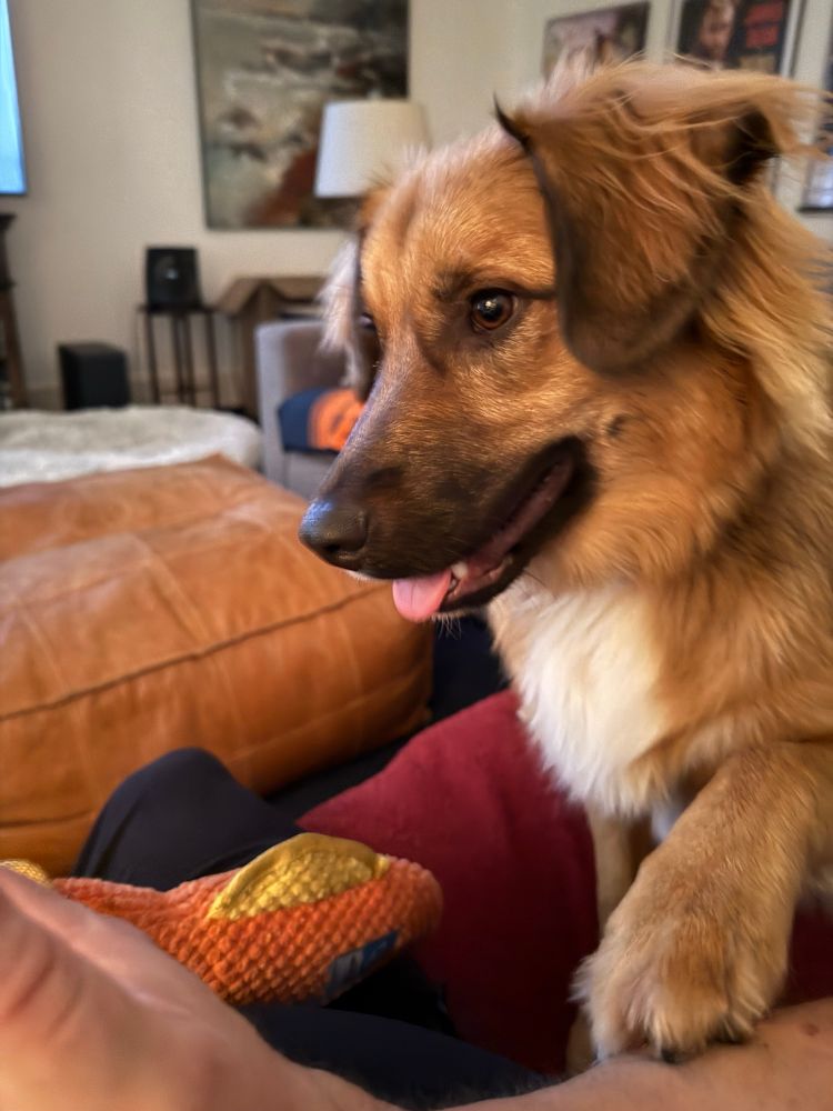 Fluffy orange and white dog putting his paw on his daggy as he implores him to play with the orange toy he dropped on the red blanket on the couch. 