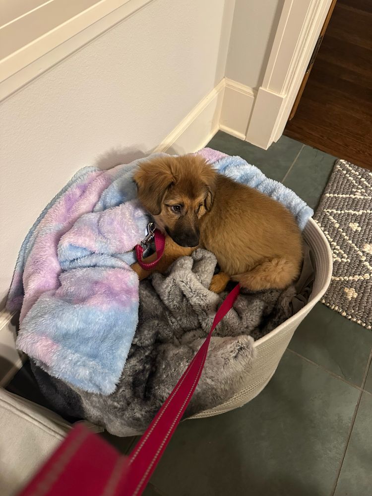Fuzzy little puppy lying in a basket of blankets 
