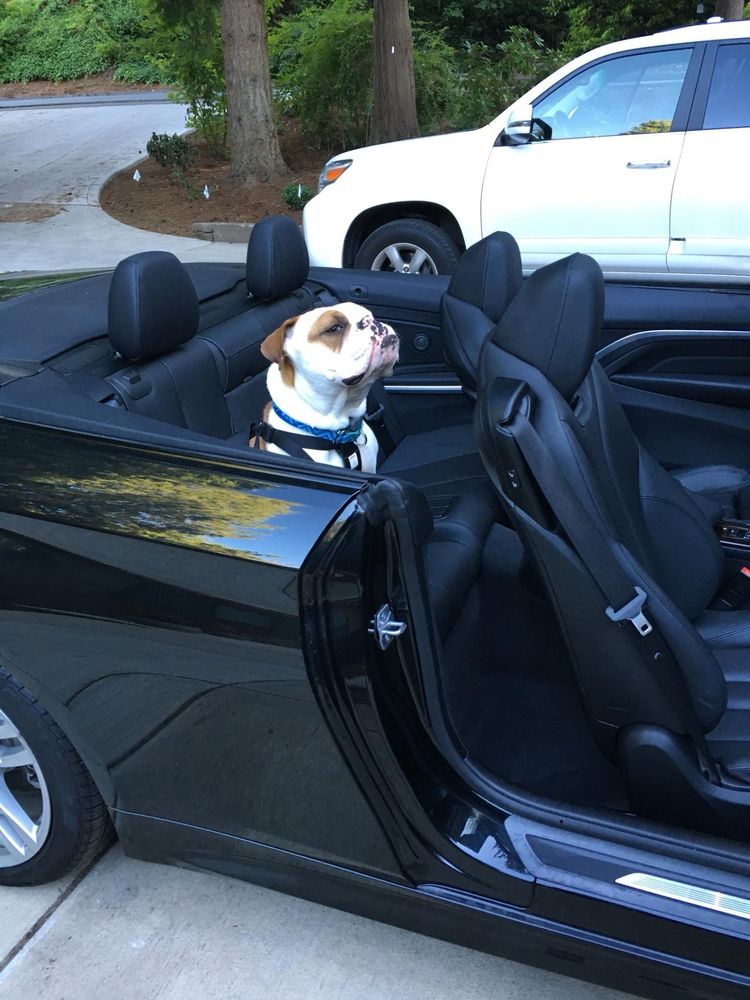 Tan and white English bulldog sitting in the back seat of a black convertible w black interior. 
