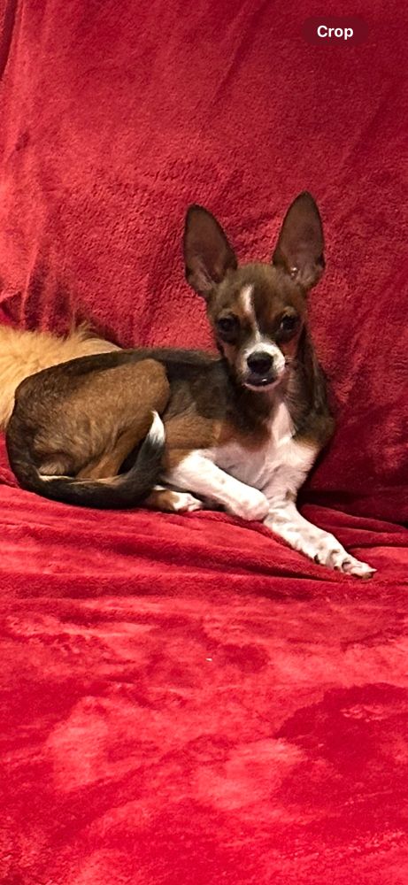Tan and white chihuahua/min pin lying on a red blanket - full of attitude. 