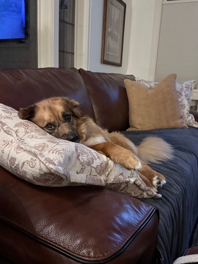 Fluffy adorable orange dog lying on a white and tan pillow on top of a brown leather couch - pouting 