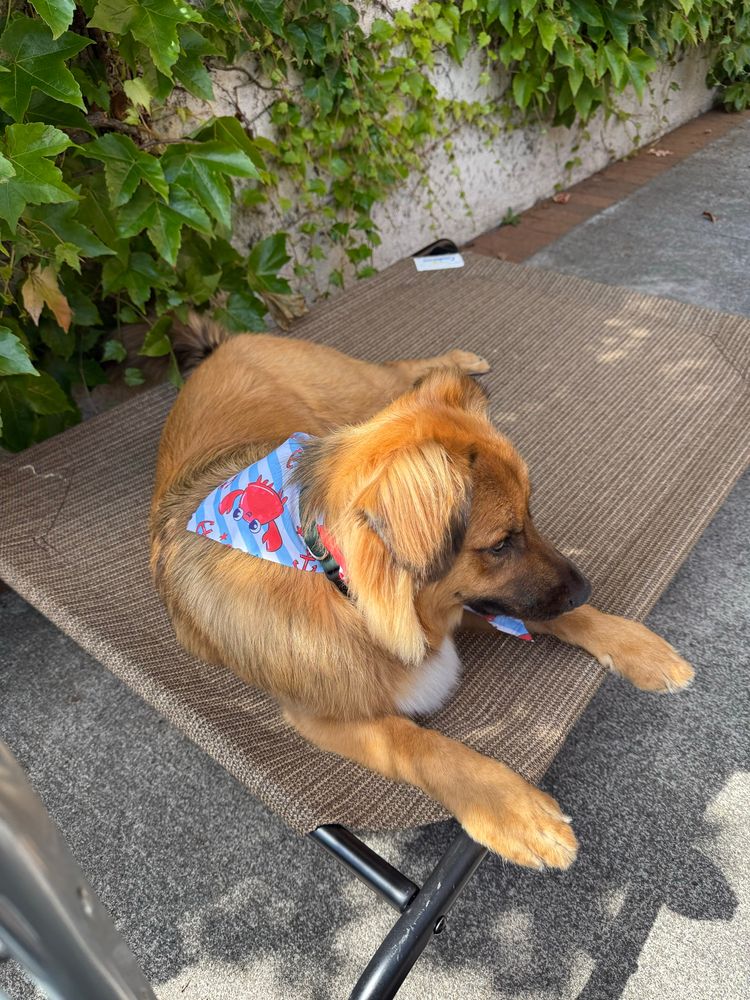 Adorable fluffy and clean orange dog wearing a blue bandana with red crabs lying on a slightly elevated tan dog bed - outside 