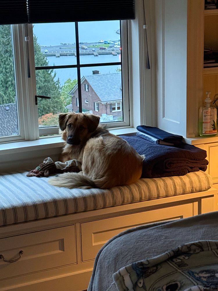 Fuzzy puppy on his white and blue striped window seat pad looking bad toward his daggy (this is where he looks out the window) 
