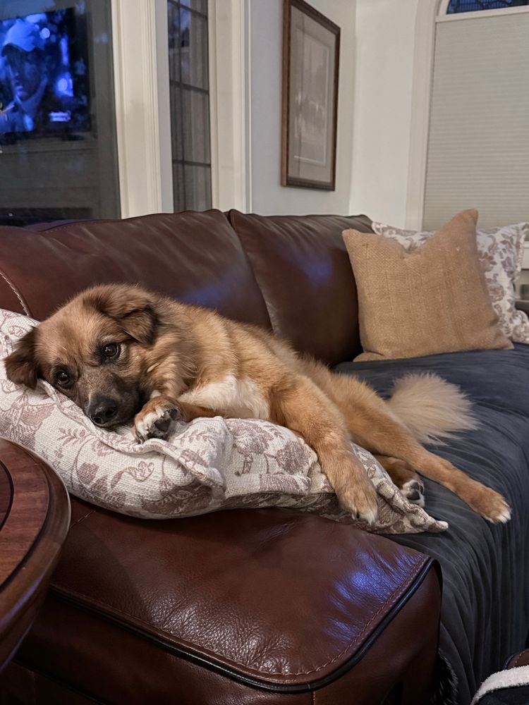 Gorgeous and fluffy orange and white dog resting on a white and tan pillow on top of a brown leather couch. 