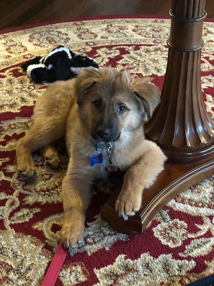 Fuzzy puppy lying on a red/gold rug with one paw on a brown table. 