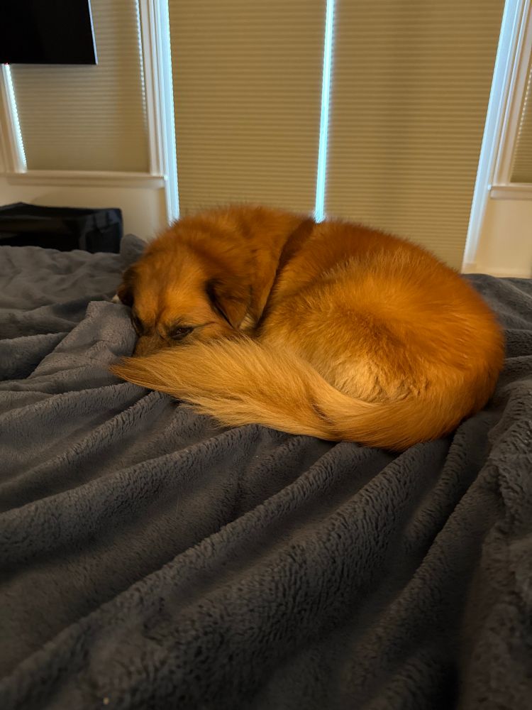 Fluffy orange dog curled up on a fuzzy blue blanket 