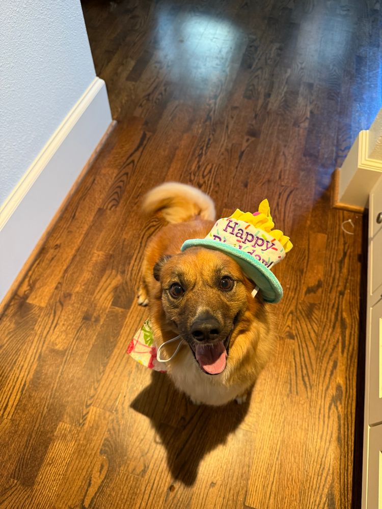 Fluffy orange dog wearing a happy birthday hat that is a bit crooked 