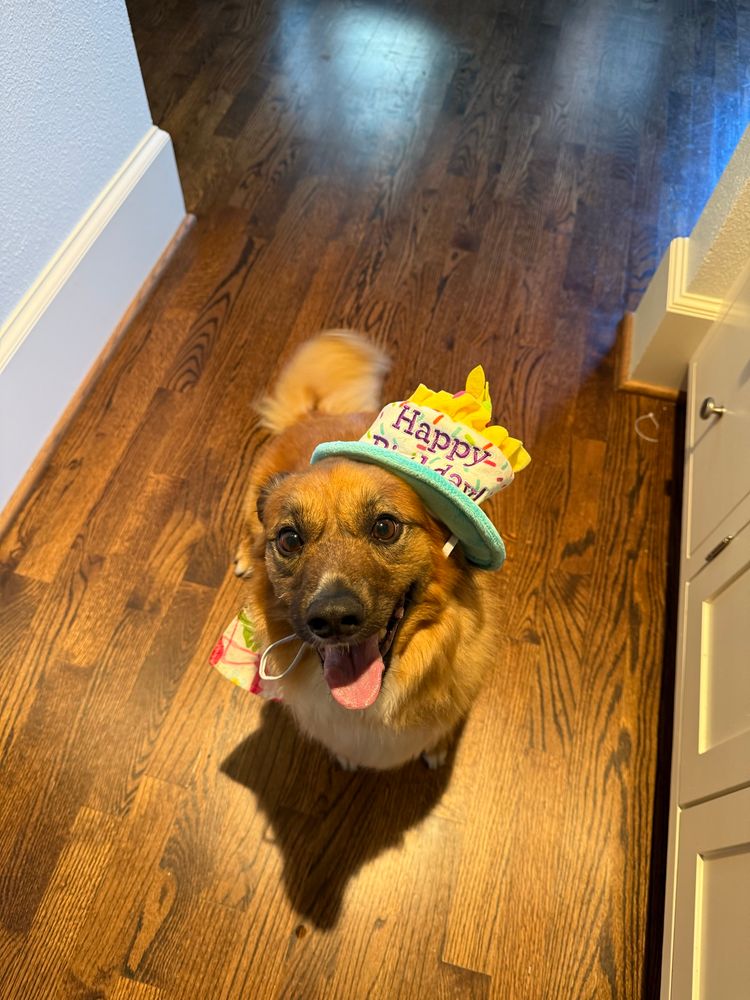 Fluffy orange dog wearing a white and blue birthday hat w yellow candles 