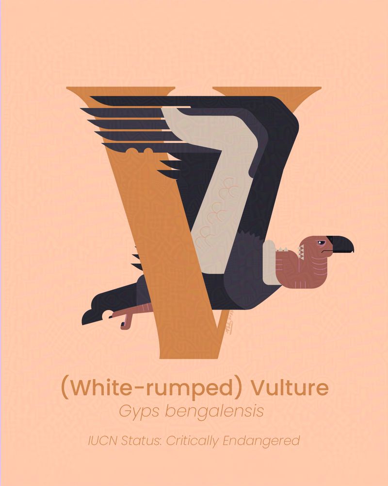 A vector illustration of a white rumped vulture flying through the letter V. 
Below the letter is it's name in English and Latin as well as it's IUCN status which is Critically Endangered. 