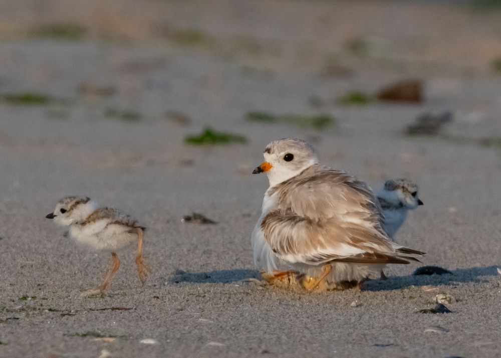 Another wiggle and, abracadabra, a second chick!!