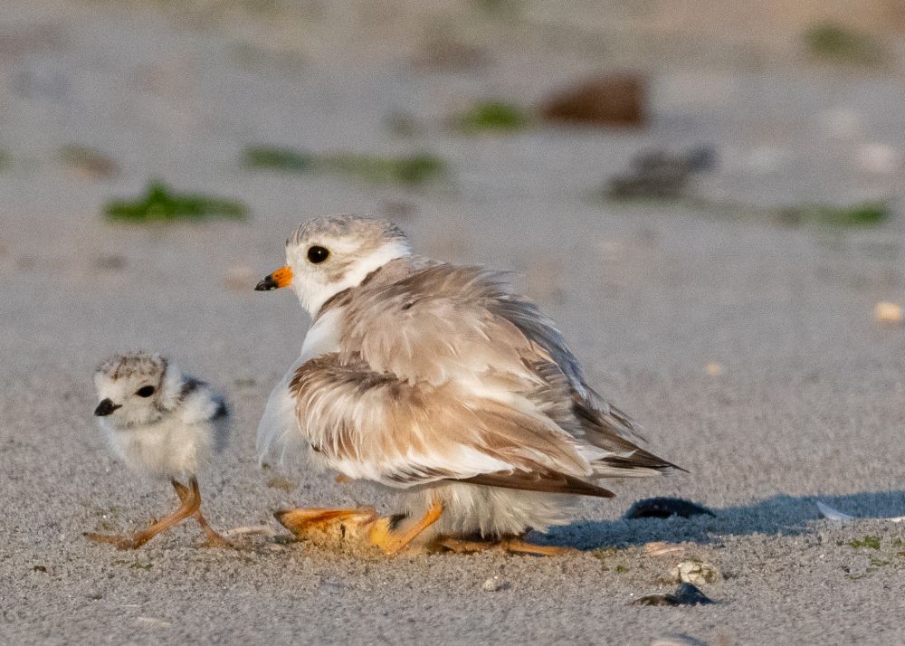 With a little wiggle, she makes a chick appear out of thin air! 
