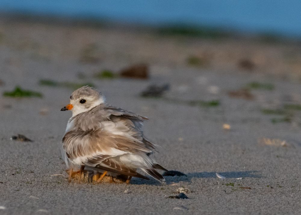 mama piping plover crouches, seemingly with two extra pairs of legs... this is part of the illusion...