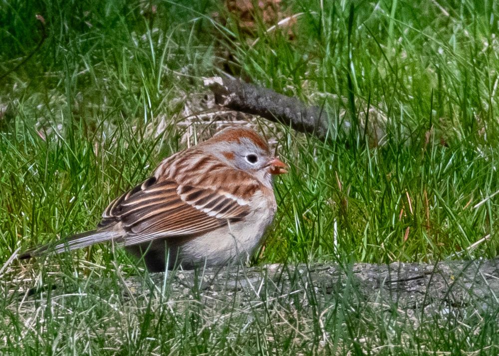 One of the many field sparrows I have encountered in recent days. So damn cute.