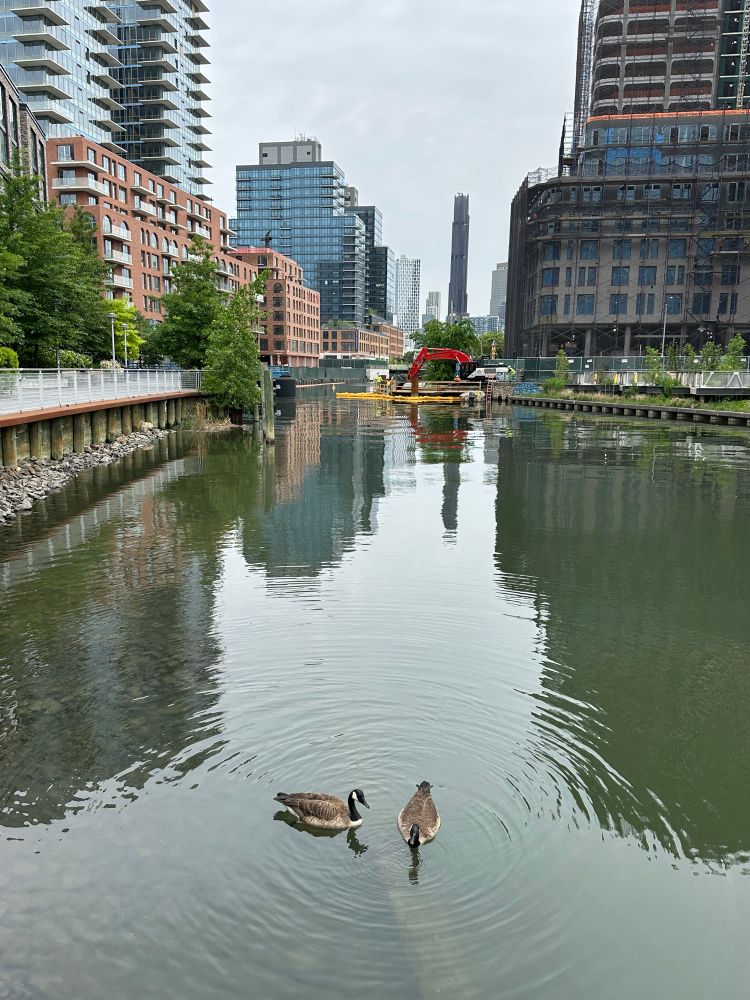 Canada geese pair with the backdrop of the Gowanus canal looking north toward downtown Brooklyn. And that one hideous residential building that looks like the eye of Sauron should be atop….