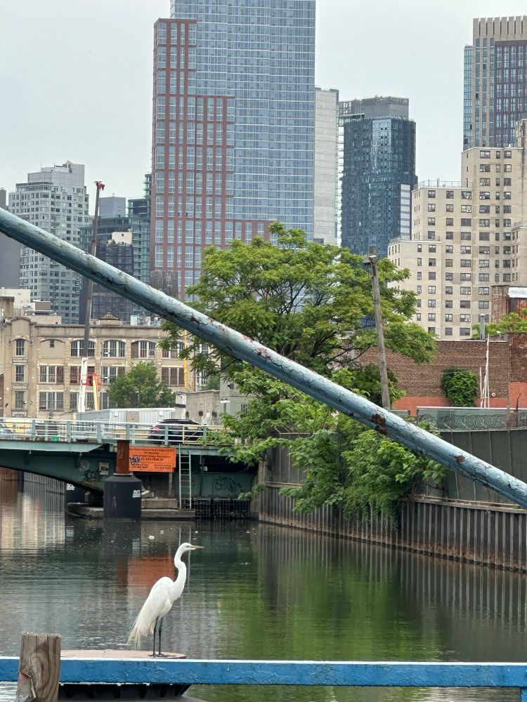 A great egret with the backdrop of the Gowanus Canal, Union street bridge, downtown Brooklyn and in the foreground, the Carroll street bridge (yes, it’s still stuck open)