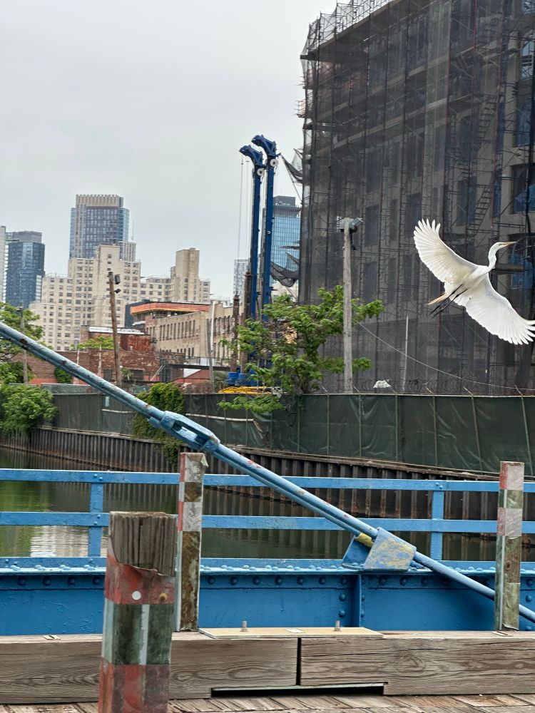 A great egret takes off, wings spread wide to to right. With a fore and background of the Gowanus canal in Brooklyn. The landscape is heavily urban, buildings, bridges and bulkhead!