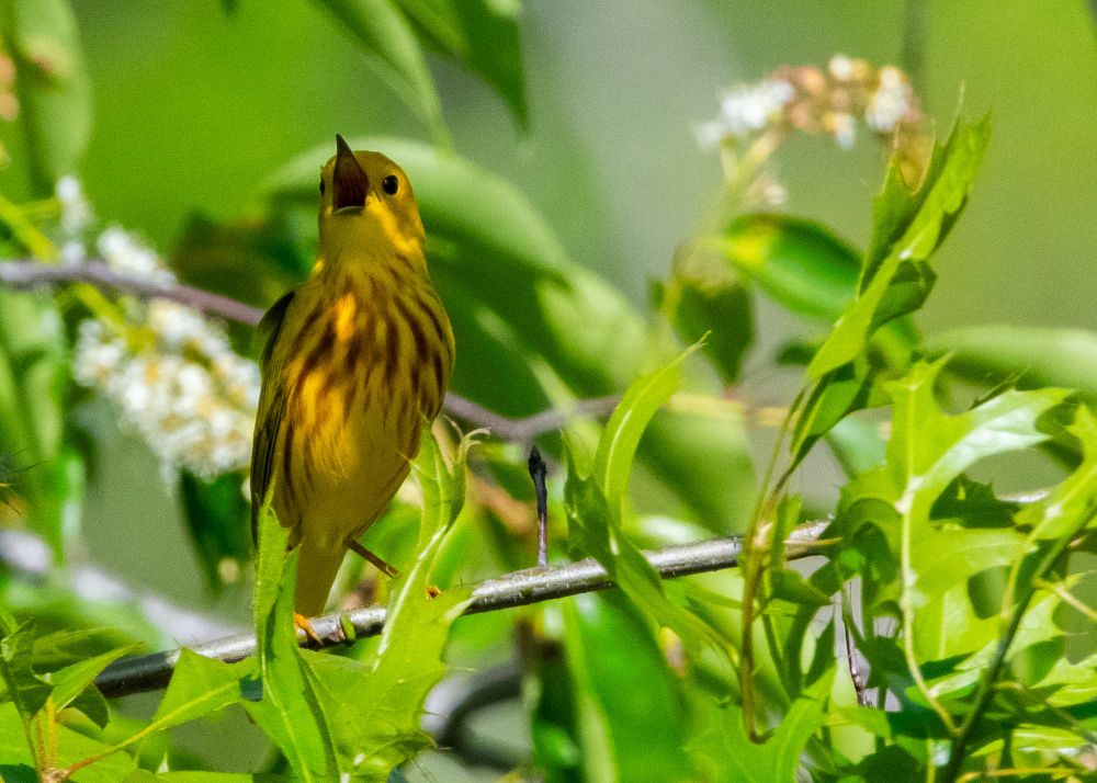 A yellow warbler, singing its sweet song.