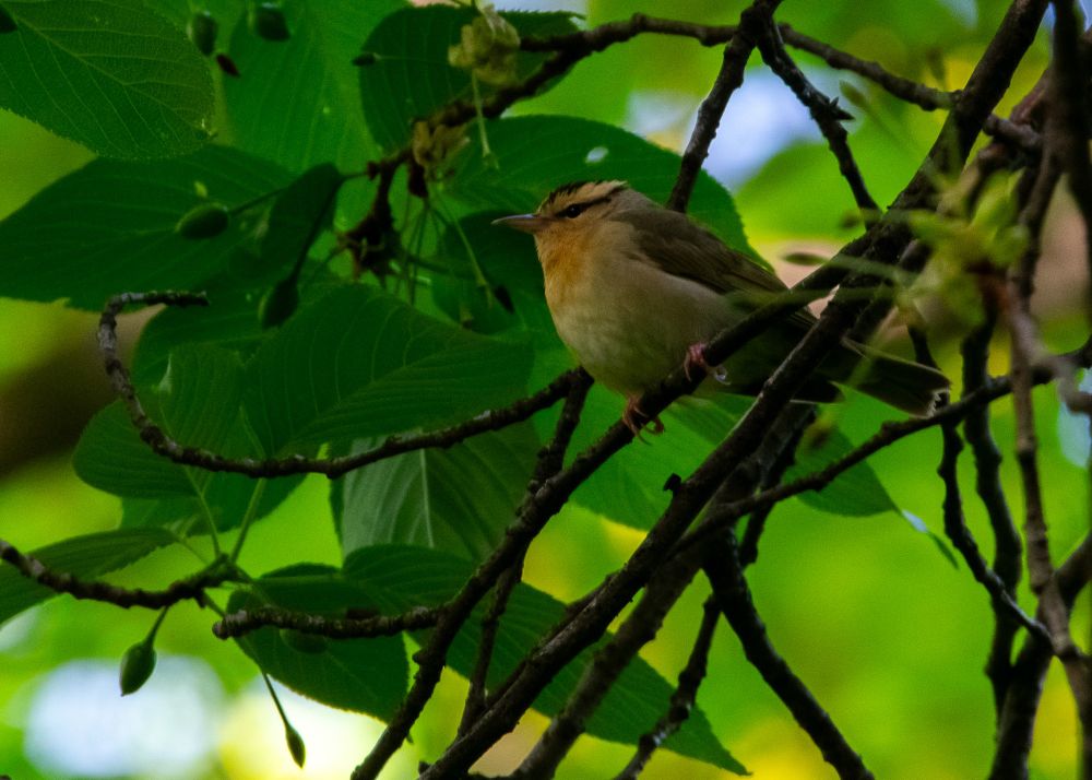 A worm eating warbler in Prospect Park. What a joy to see this bird on a perch, singing!