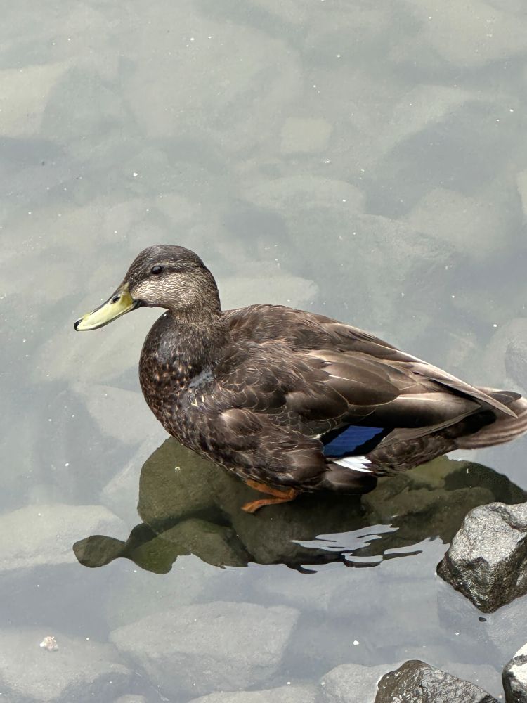 American black duck showing an important field mark- blue on the wings, not bordered by white. Sets it apart from a female mallard.