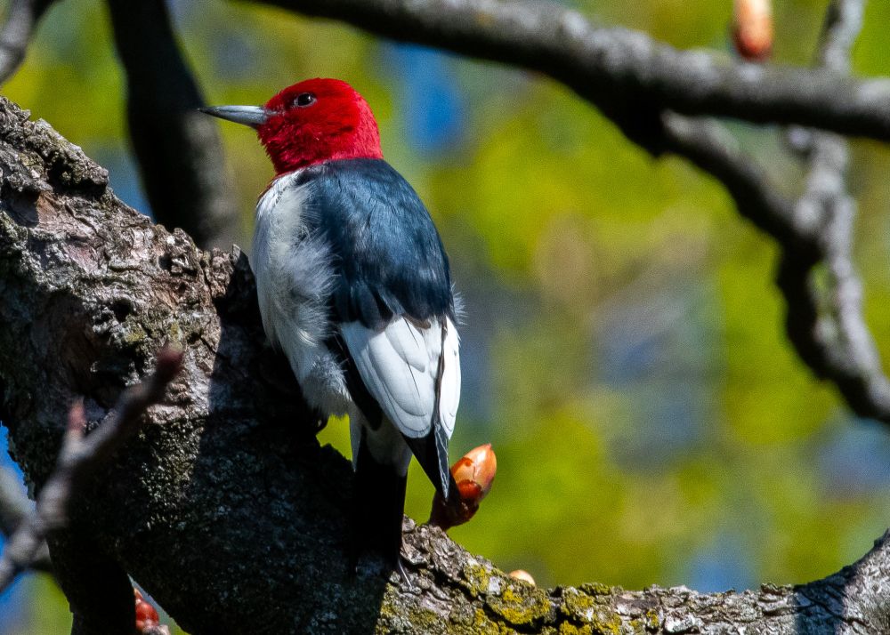 Red headed woodpecker, perched on its favorite acorn stashing tree. It's head is fully read now, and looking snazzy!