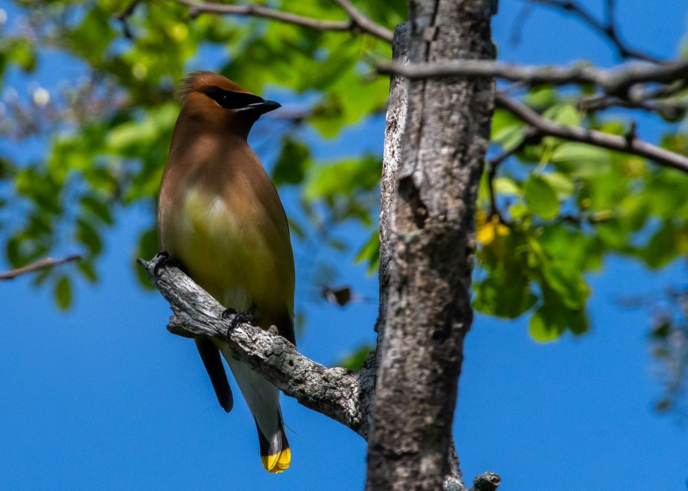 Cedar waxing.