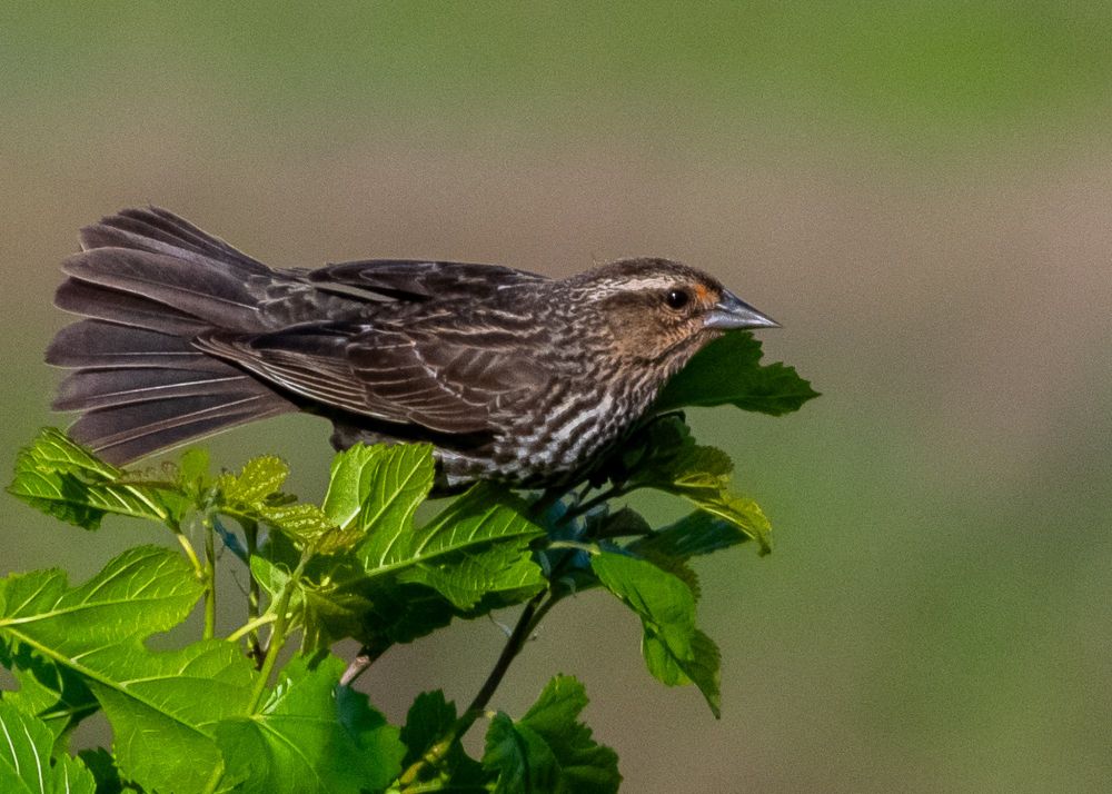 A female red-winged blackbird in Shirley Chisholm State Park showing off her lovely plumage.