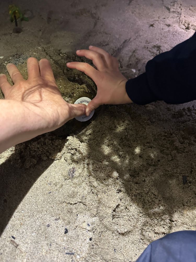 Pushing in a tag for a male horseshoe crab