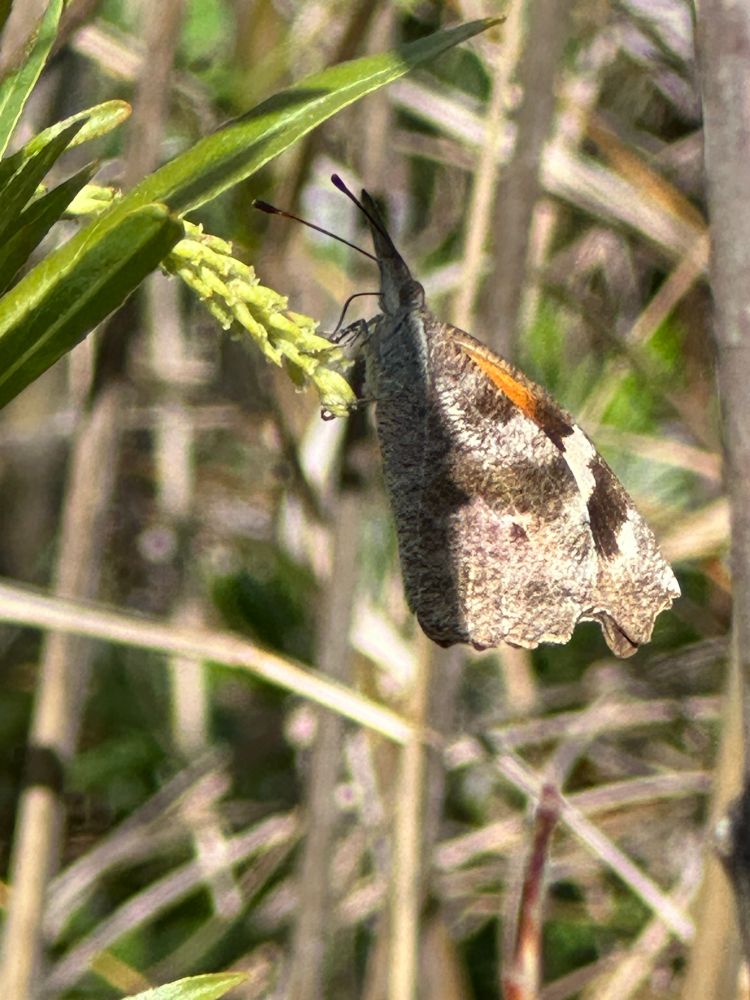 American snout butterfly 