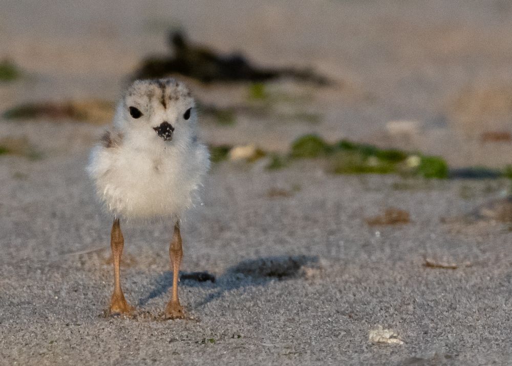 HOW DID SHE DO IT?!
A plover never reveals how she performs her magic.

A cute plover chick, stares us down, before another disappearing act... camouflage!