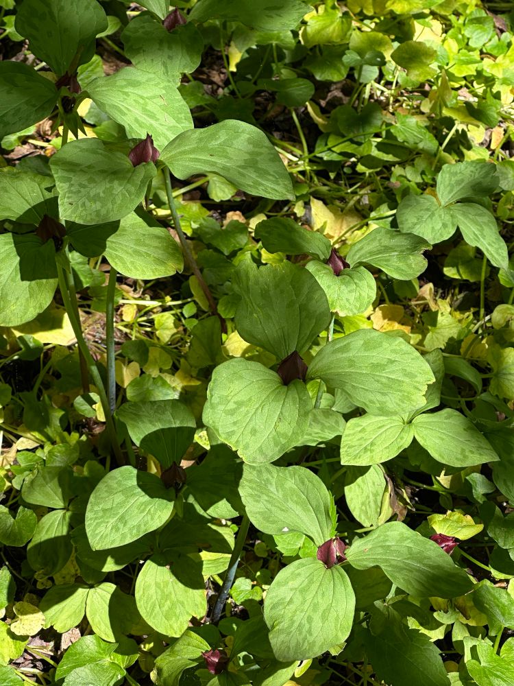 A few Trillium growing on the slope of lookout hill in prospect park