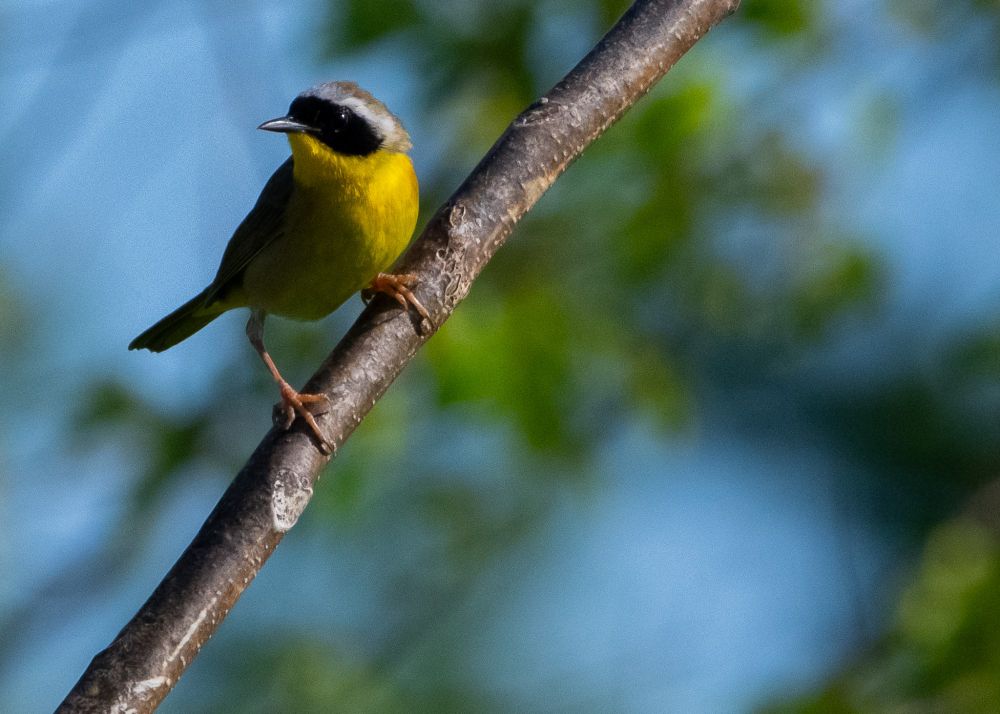 A male common yellowthroat.