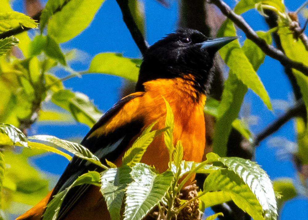 A Baltimore oriole singing about how great his tree is.
