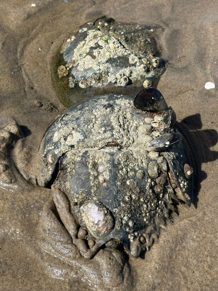 Mating horseshoe crabs, both carrying a number of freeloaders, including blue mussels