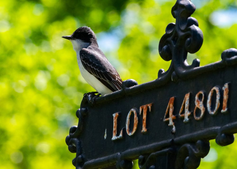 An Eastern kingbird in Green-wood cemetery, posing on one of the lot marker signs as it hawks insects.