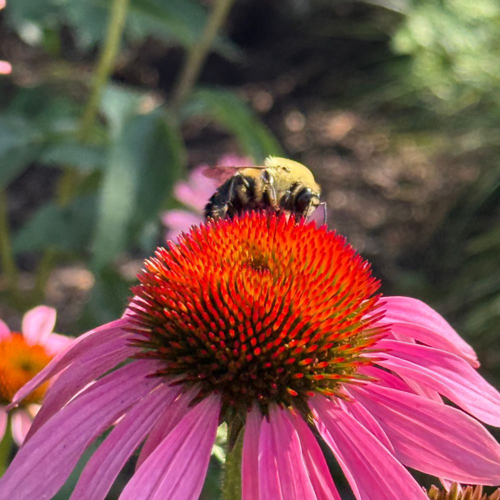 A bumble bee on a purple flower